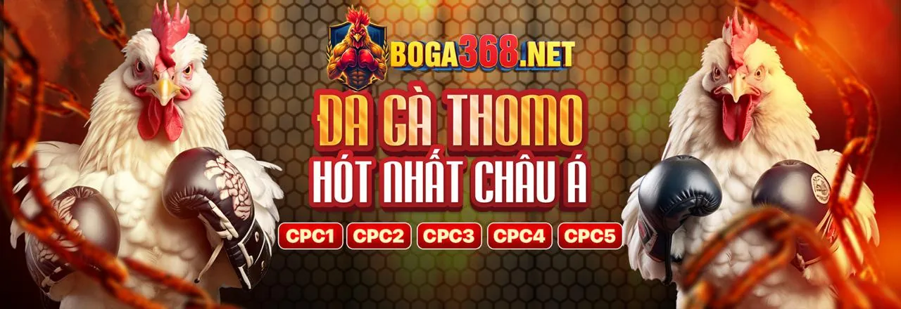 Đá gà trực tiếp tại halo88 với không khí sôi động